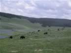 Bison enjoyning their time (6).jpg (61kb)